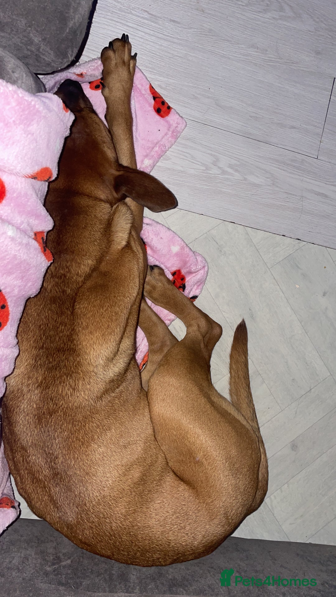 Mixed Breed dogs for sale: Maya x - Image 4