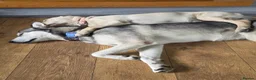 Goldador dogs for sale: Goldador girl for sale in Blackwood - Advert 3