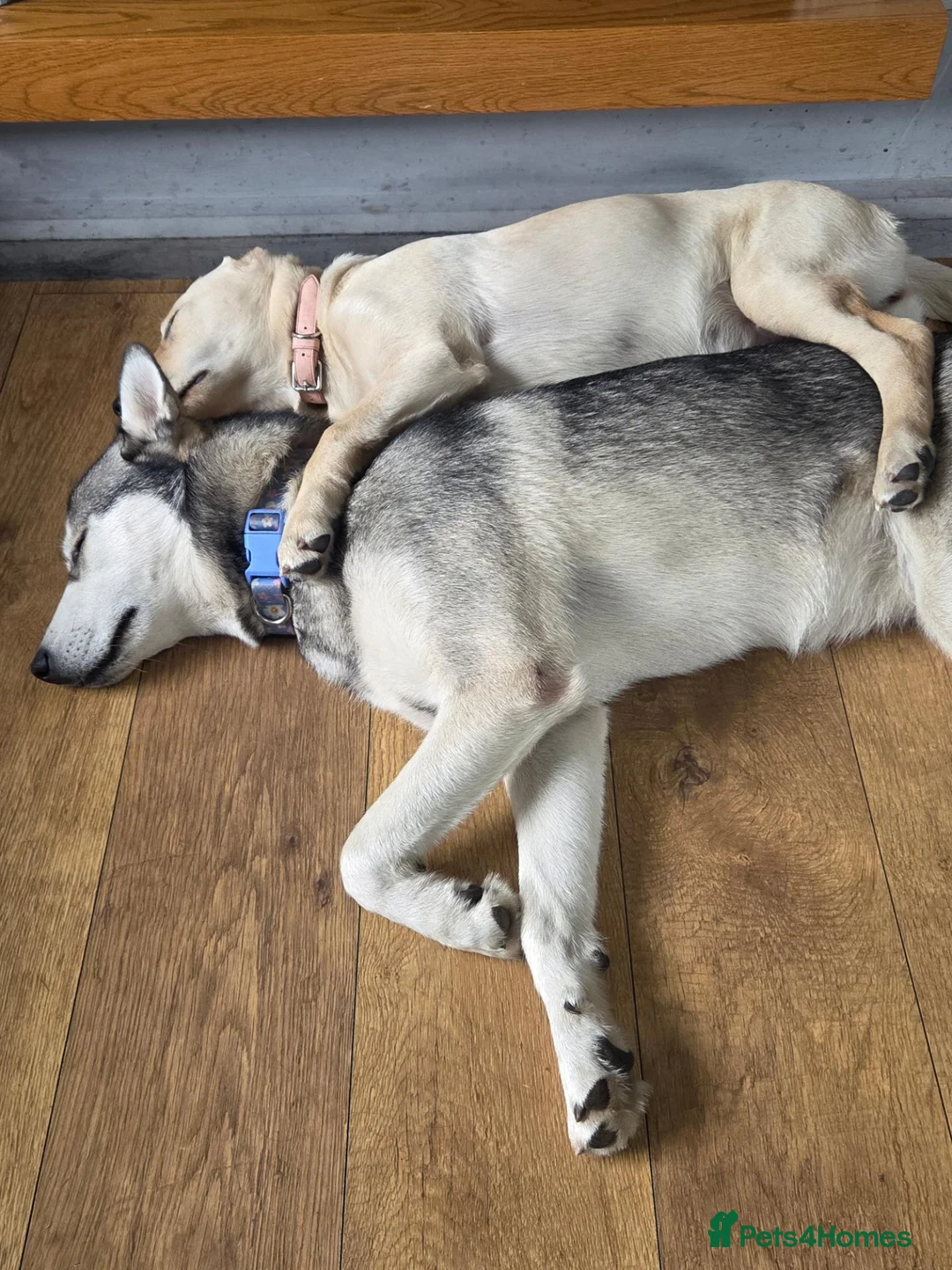 Goldador dogs for sale: Goldador girl for sale in Blackwood - Advert 3