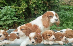 Cavalier King Charles Spaniel dogs for sale: Gorgeous litter of Cavalier King Charles Spaniels - Image 6