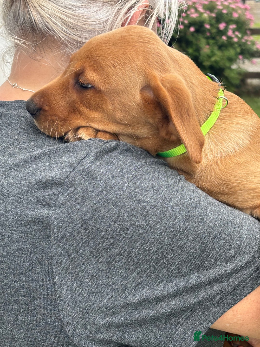 Labrador Retriever dogs for sale: Gorgeous Labrador Puppies - Image 4
