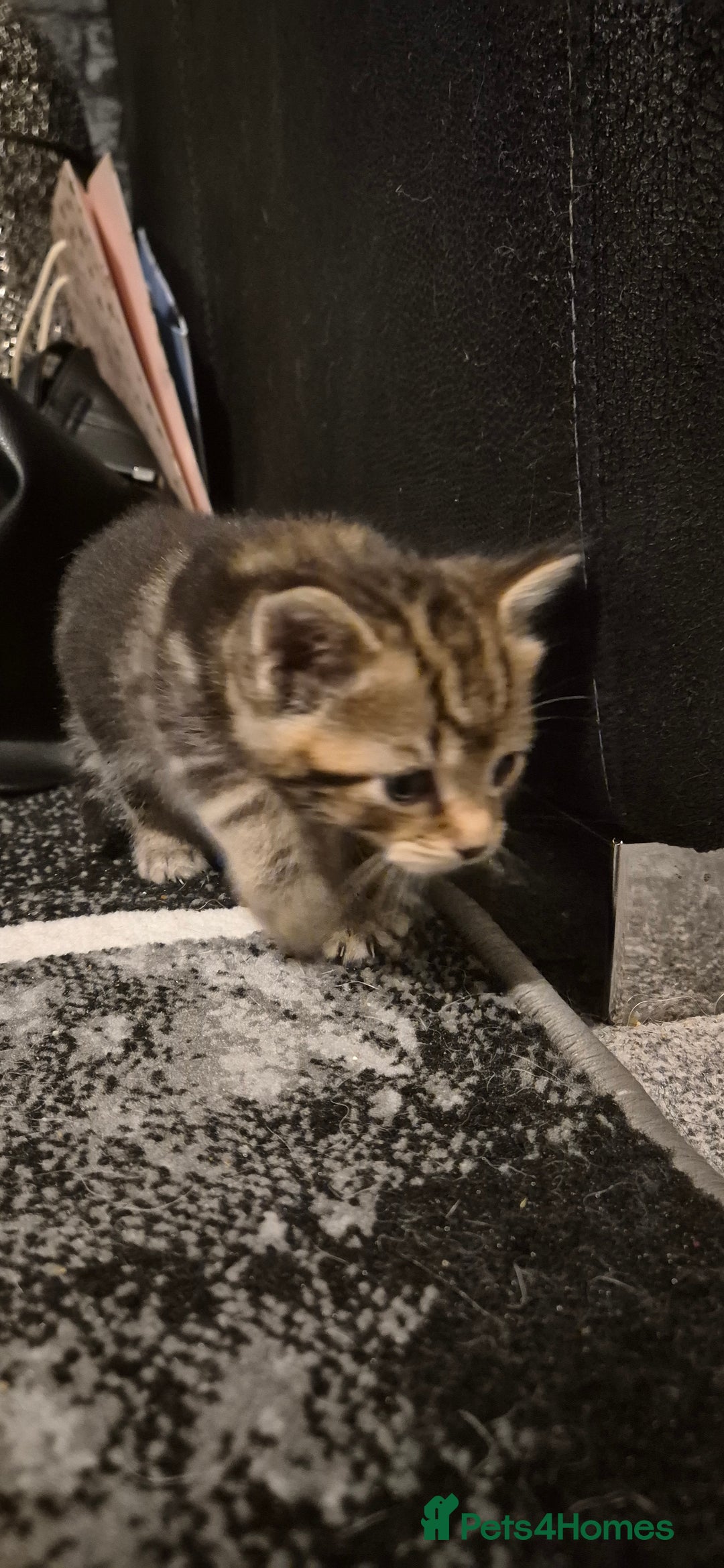 Mixed Breed cats for sale: Kittens silver tabby Britishshort-hairxmaincoon  - Advert 9