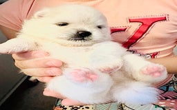 Pomeranian dogs for sale: Your little Pomeranian friend  - Image 4