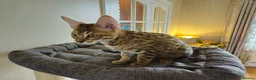 Savannah cats for sale: 3 beautilful F5 Savannah kittens - Advert 8