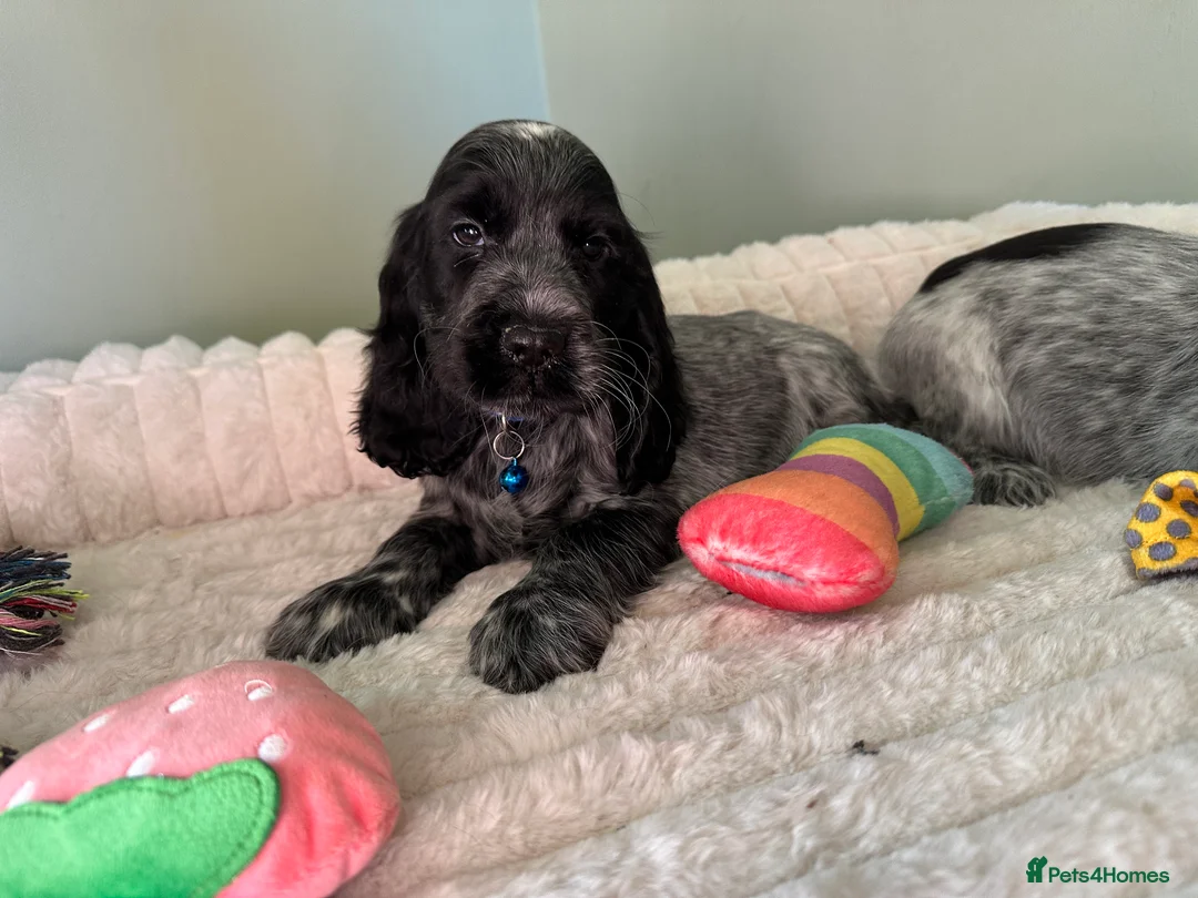 Cocker Spaniel dogs for sale: KC Registered Show Type Cocker Spaniels - Advert 6