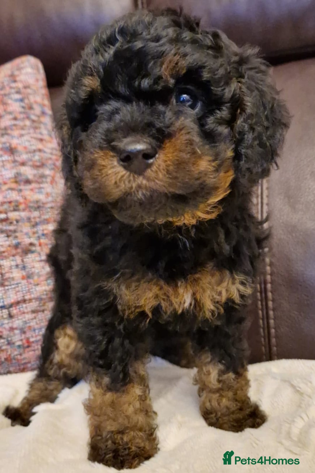 Cavachon dogs for sale: Beautiful Phantom, Sable and Red Cavapoochon Pups - Advert 10