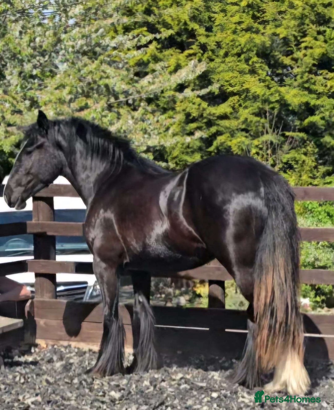 Shire horses for sale: 🌸 For sale - Princess 🌸 - Advert 6