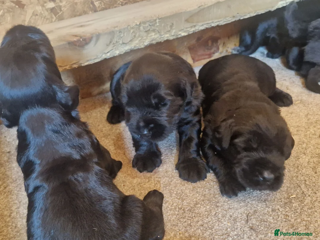 Giant Schnauzer dogs for sale: Giant schnauzer puppy's  - Advert 2