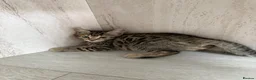 Bengal cats for sale: 🐯💕💙 beautiful rosette bengal kittens 💕💙🐯 - Advert 18