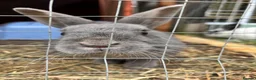 Mixed Breed rabbits for sale: Male bunny  - Advert 1
