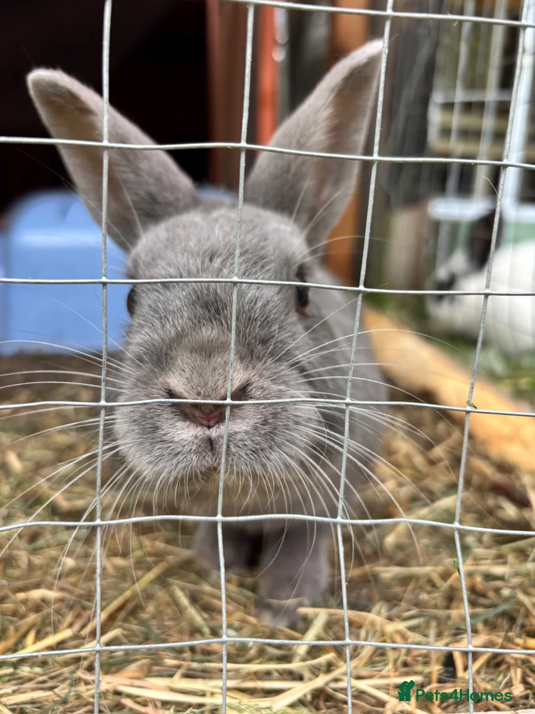Mixed Breed rabbits for sale: Male bunny  - Advert 1