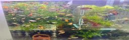 Platies fish for sale: Beautiful small Platy, Guppy Molly &Pleco-HobbyTK - Advert 22