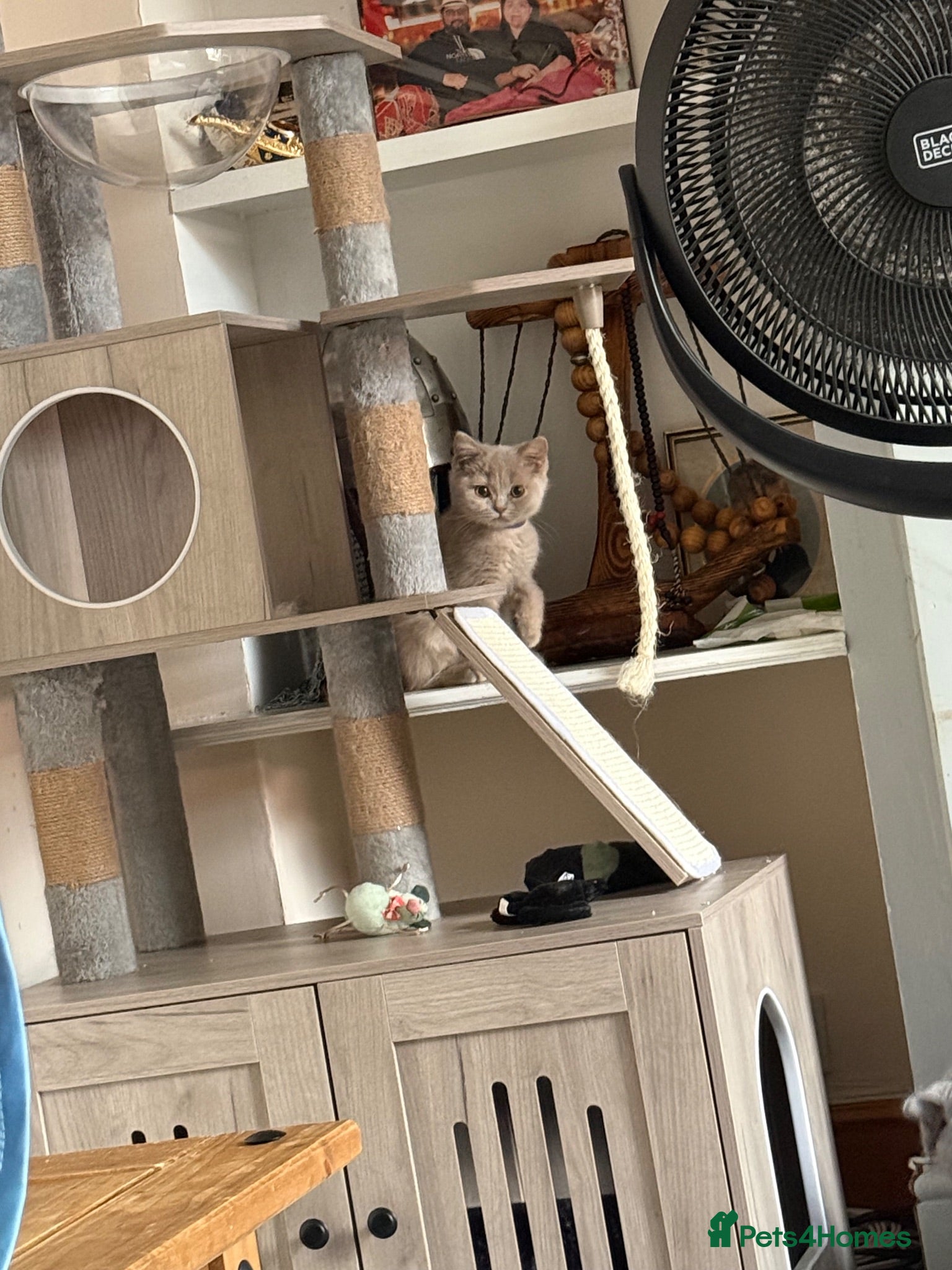 British Shorthair cats 🐾TICA REG BEAUTIFUL BSH 🐾   - Advert 2