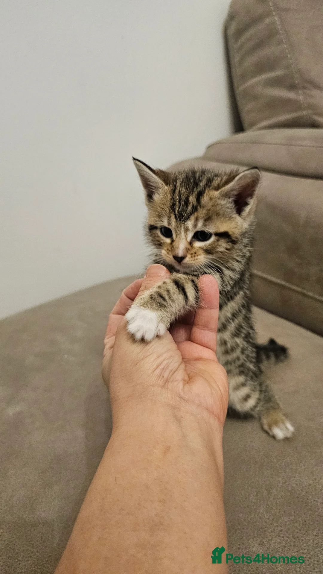 Bengal cats for sale: Bengal kittens - Advert 13