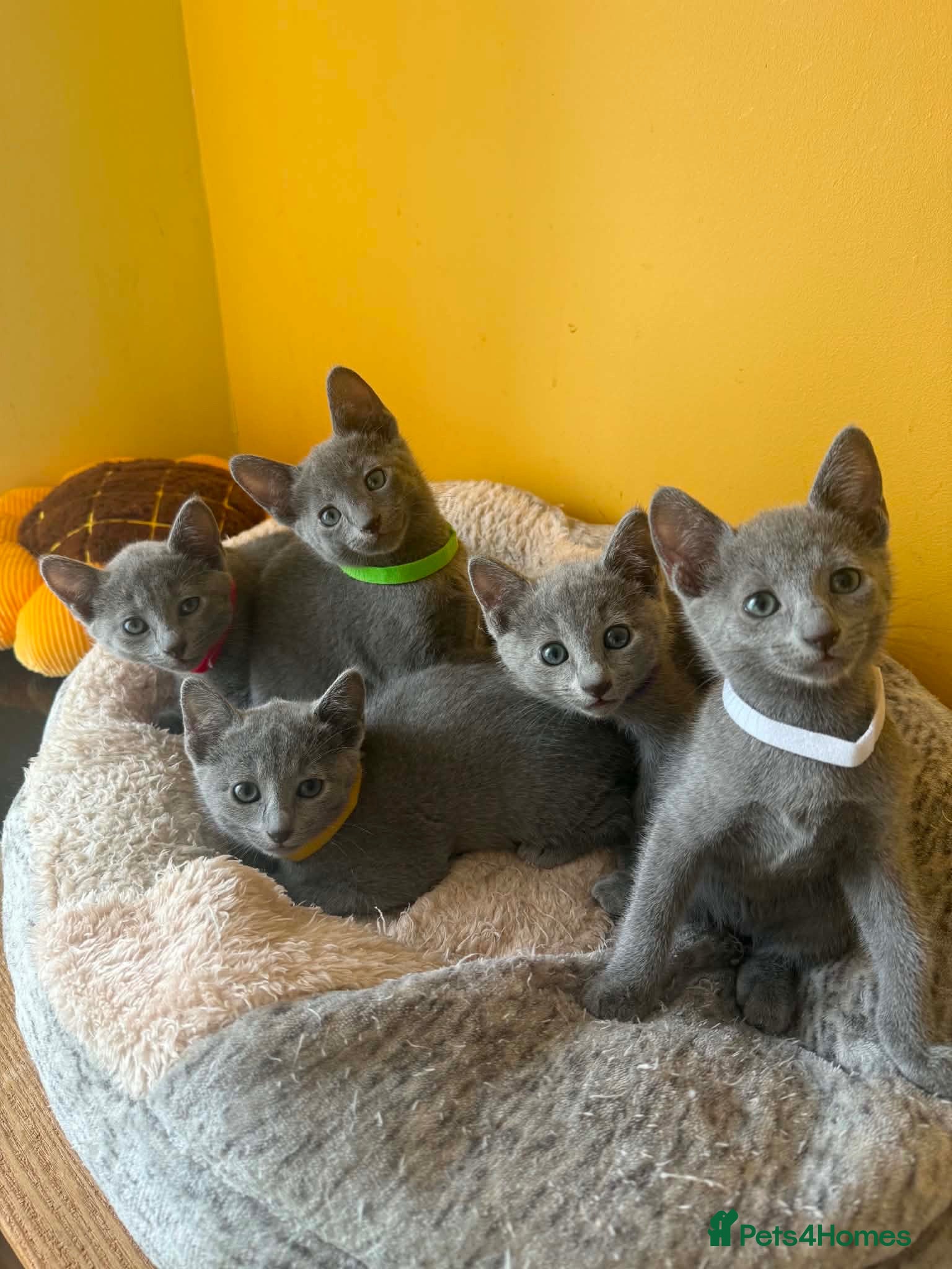 Russian Blue cats TICA REGISTERED Pure Breed Russian Blue Kittens - Advert 1
