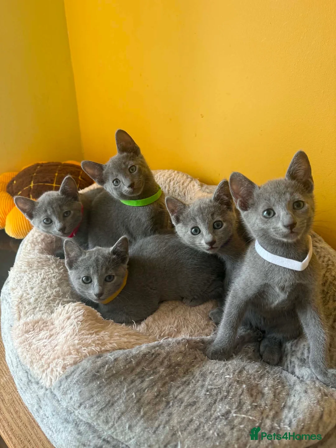 Russian Blue cats for sale: TICA REGISTERED Pure Breed Russian Blue Kittens - Advert 1