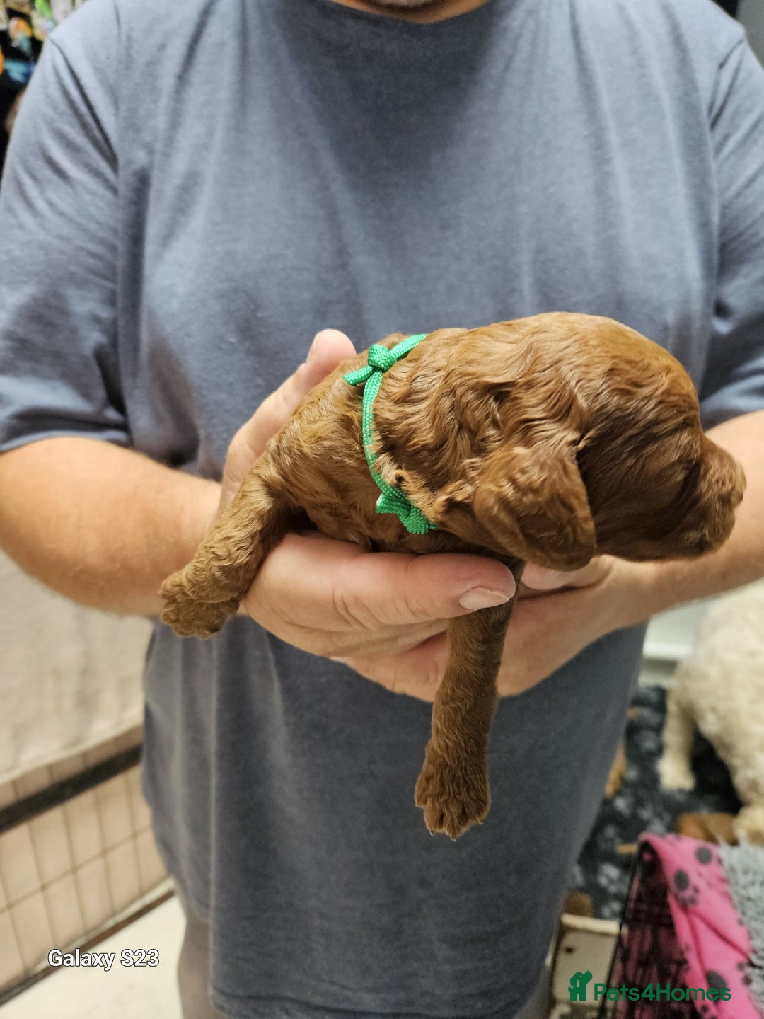 Cockapoo dogs for sale: Cockapoo puppies - Advert 3