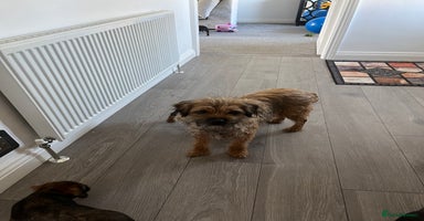 Border Terrier dogs 🐾 Adorable Border Terrier Puppies! 🐾 - Advert 16