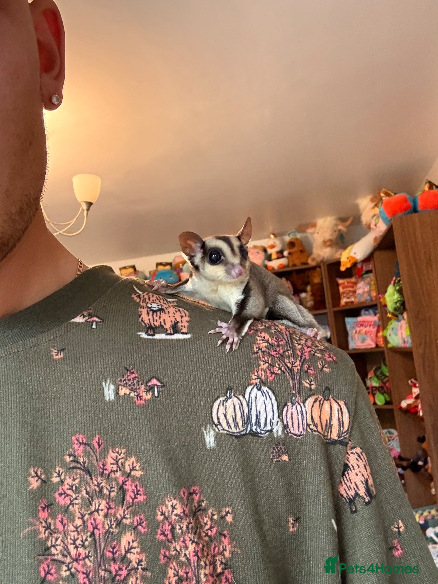 Sugar Glider rodents for sale: Sugar glider with big cage - Advert 1