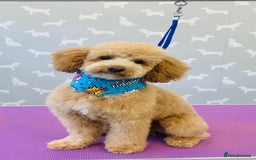 Toy Poodle dogs for stud: KC registered. GENETIC & HEALTH TESTED. in Wigan - Image 14