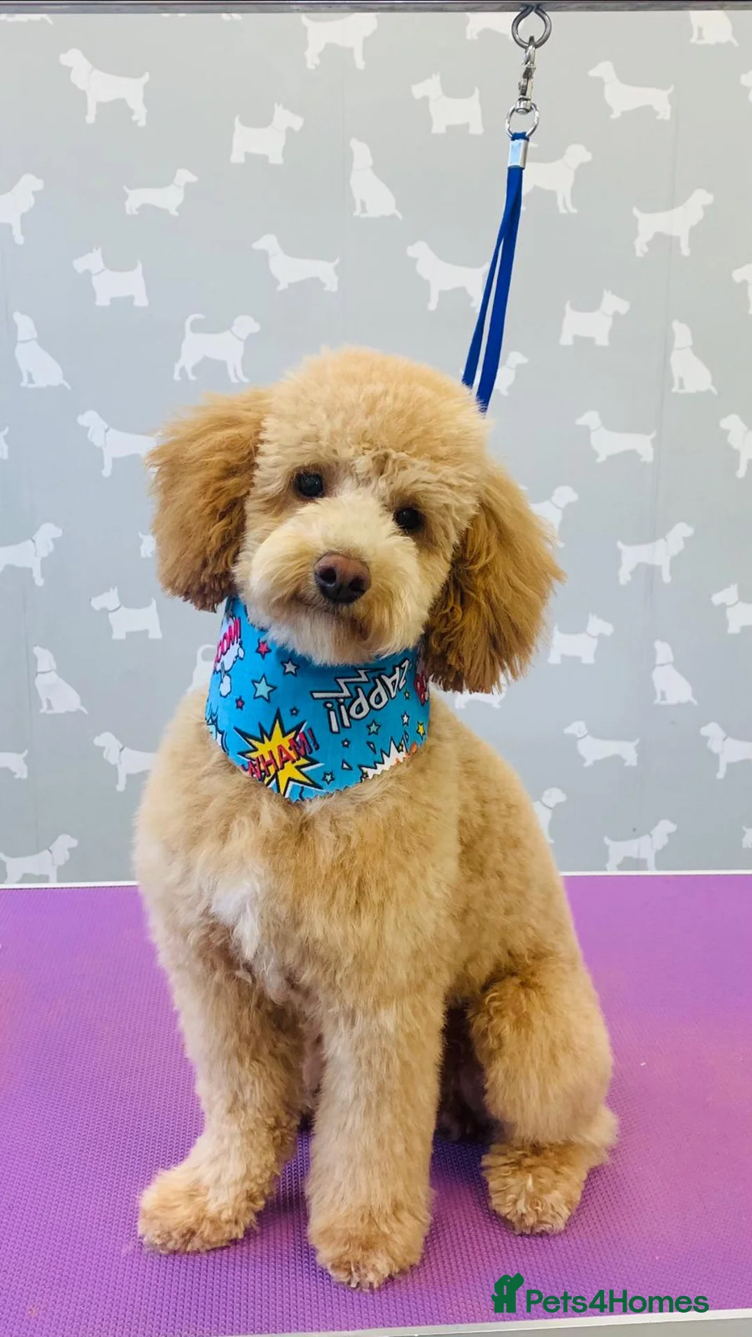 Toy Poodle dogs for stud: KC registered. GENETIC & HEALTH TESTED. in Wigan - Advert 14