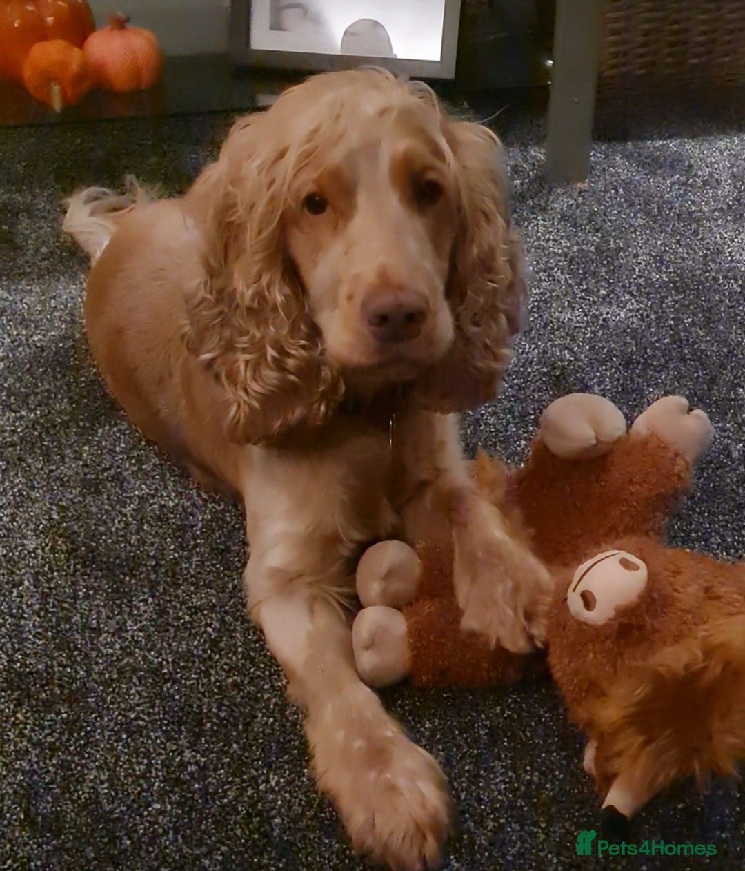 Cocker Spaniel dogs Proven Handsome Show Cocker Spaniel For Stud in Rochdale - Advert 6