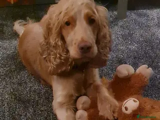 Cocker Spaniel dogs Proven Handsome Show Cocker Spaniel For Stud in Rochdale - Advert 9