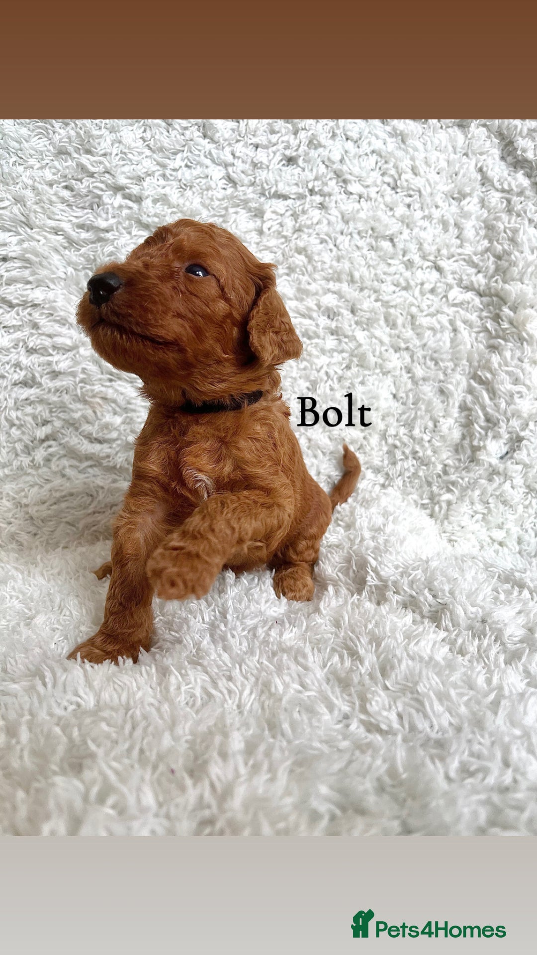 Cockapoo dogs for sale: F2B Red Cockapoos **BOTH PARENTS DNA CLEAR** - Image 27
