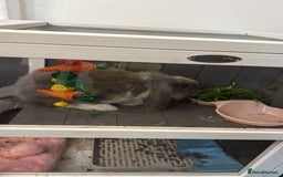 Mini Lion Lop rabbits for sale: Grey female Minilop Lionhead - Image 8