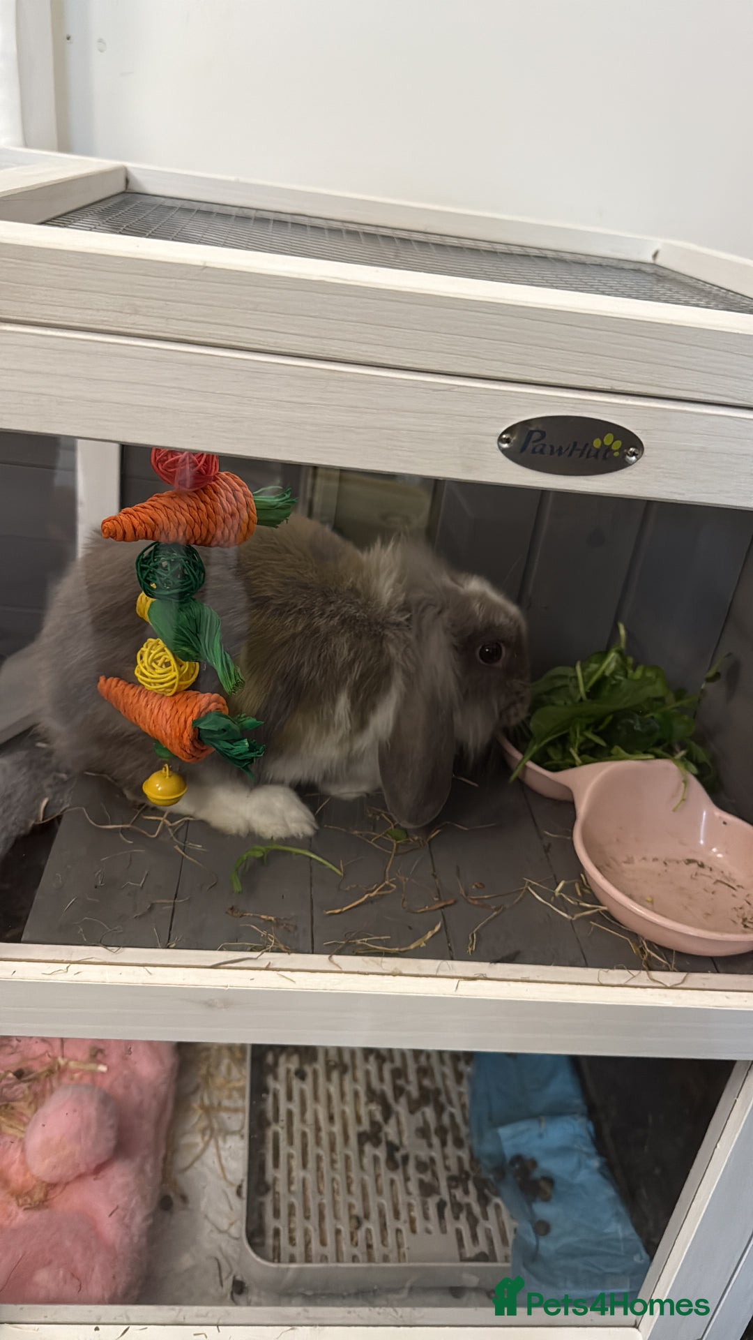 Mini Lion Lop rabbits for sale: Grey female Minilop Lionhead - Image 8