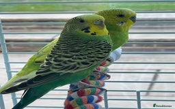 Budgerigars birds for sale: 2 Male budgies including cage for sale - Image 1