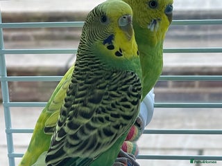 Budgerigars birds - Advert 20