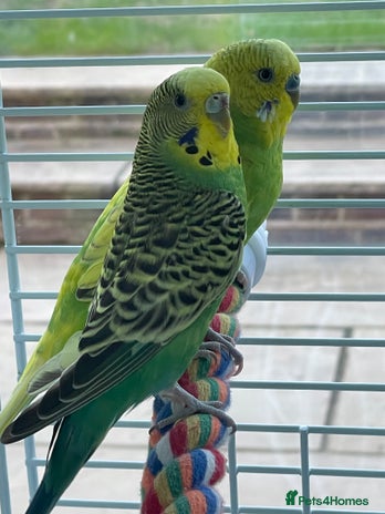 Budgerigars birds - Advert 6