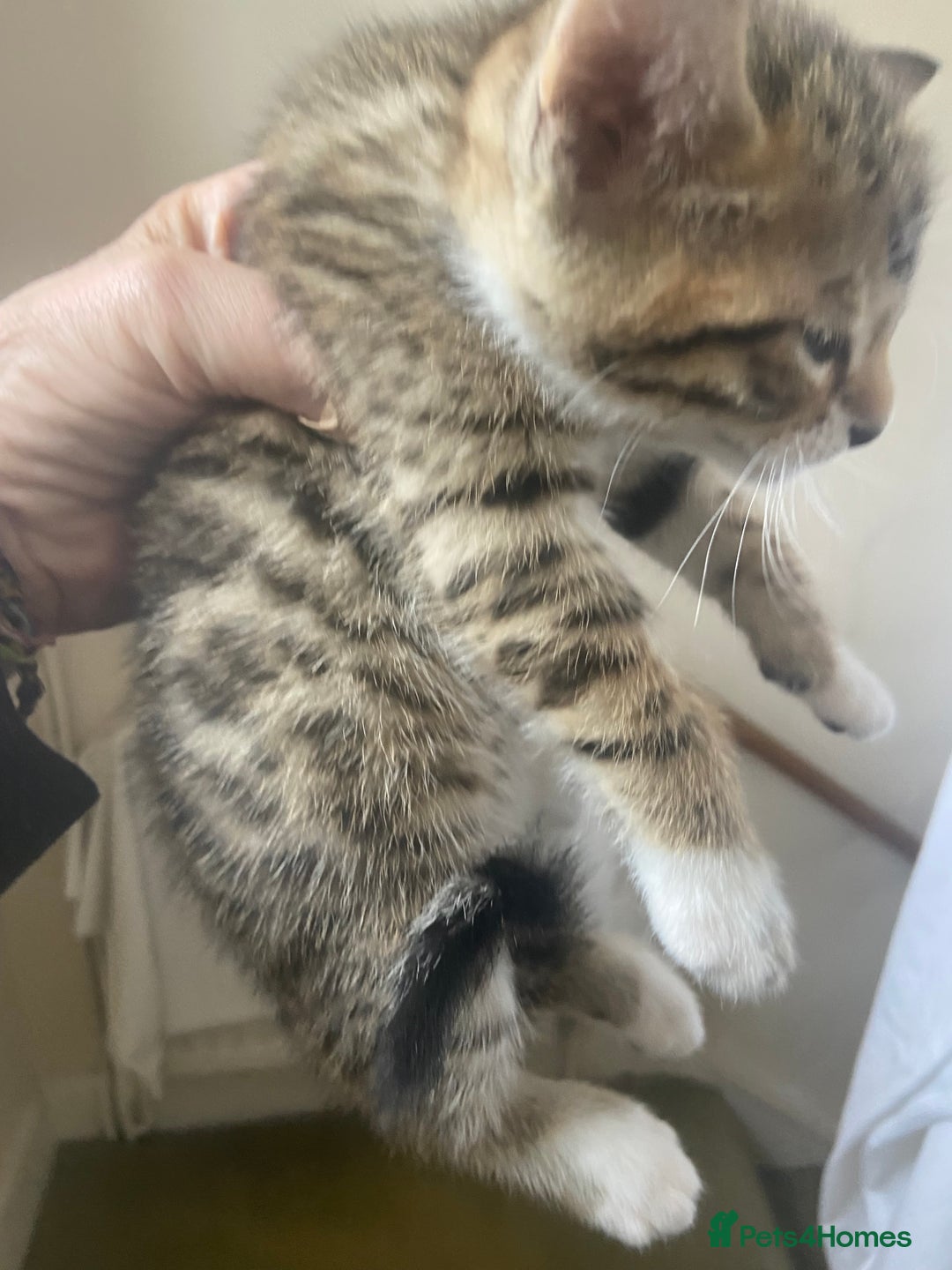 Bengal cats for sale: 3 BengalX kittens  - Image 5