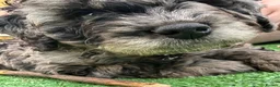 Cockapoo dogs for sale: Gorgeous Blue Merle Cockapoo Boy in Warrington - Advert 7
