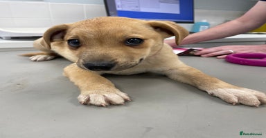 Mixed Breed dogs - Advert 11