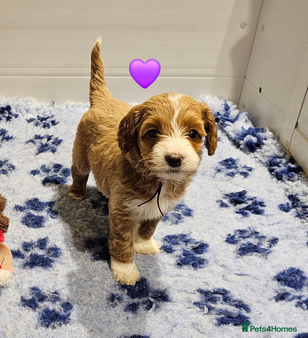 Australian Labradoodle dogs for sale: Stunning Miniature Australian Labradoodle pups - Advert 5