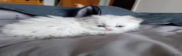 Scottish Fold cats for sale: Scottish Fold X Selkirk Rex  - Advert 12