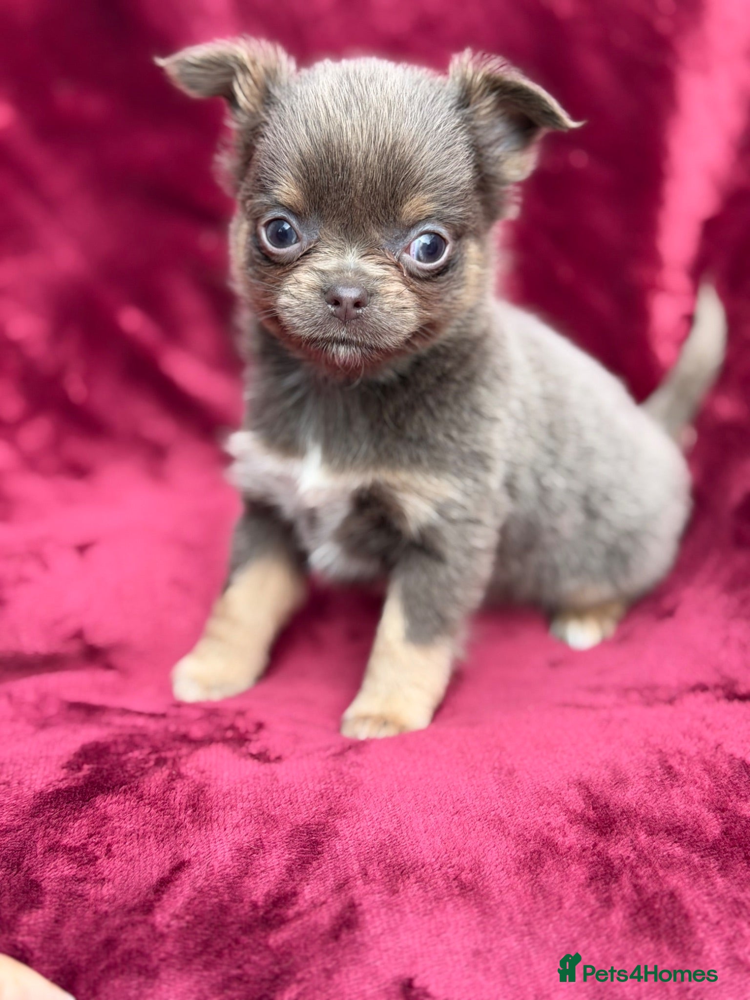 Chihuahua dogs Gorgeous KC reg, lilac long coat girl  - Advert 14
