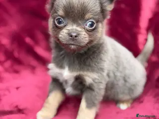 Chihuahua dogs Gorgeous KC reg, lilac long coat girl - Advert 14