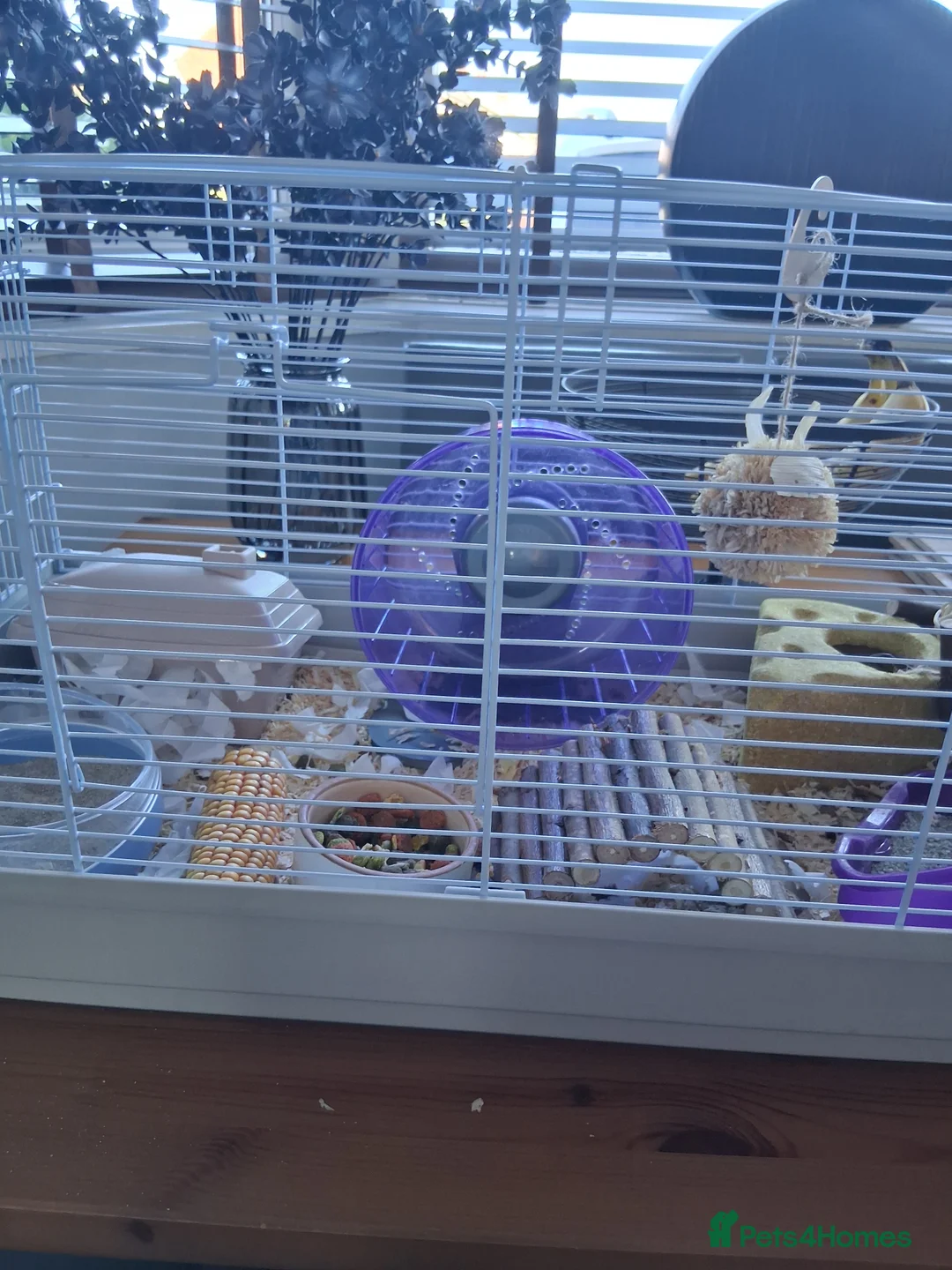 Hamster rodents for sale: Russian hamster in Derby - Advert 2