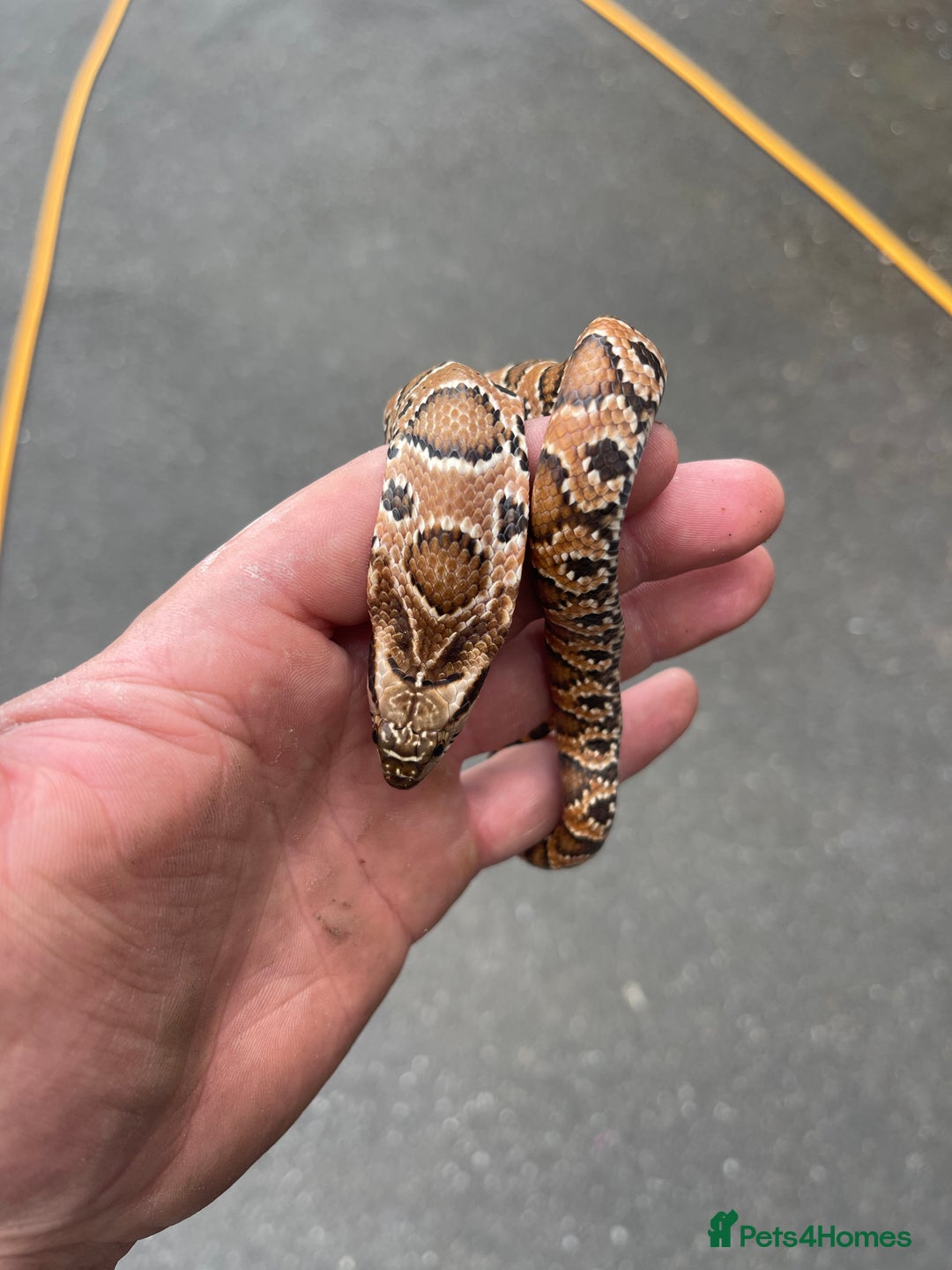 Snake reptiles for sale: Pink x white hypo false water cobras - Image 3