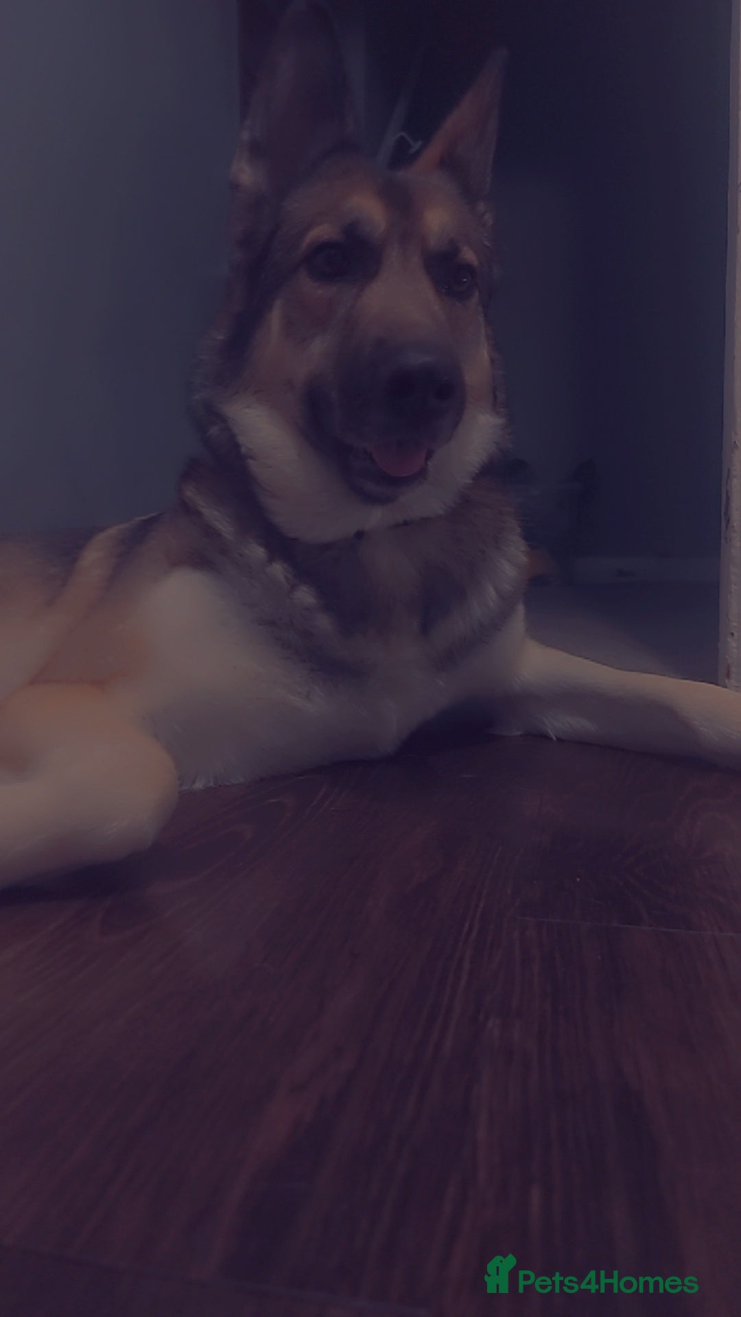 German Shepherd dogs for sale: Female German shepard  - Image 5
