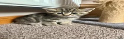 Mixed Breed cats for sale: Beautiful Quality Kittens - Stunning Markings - Advert 10