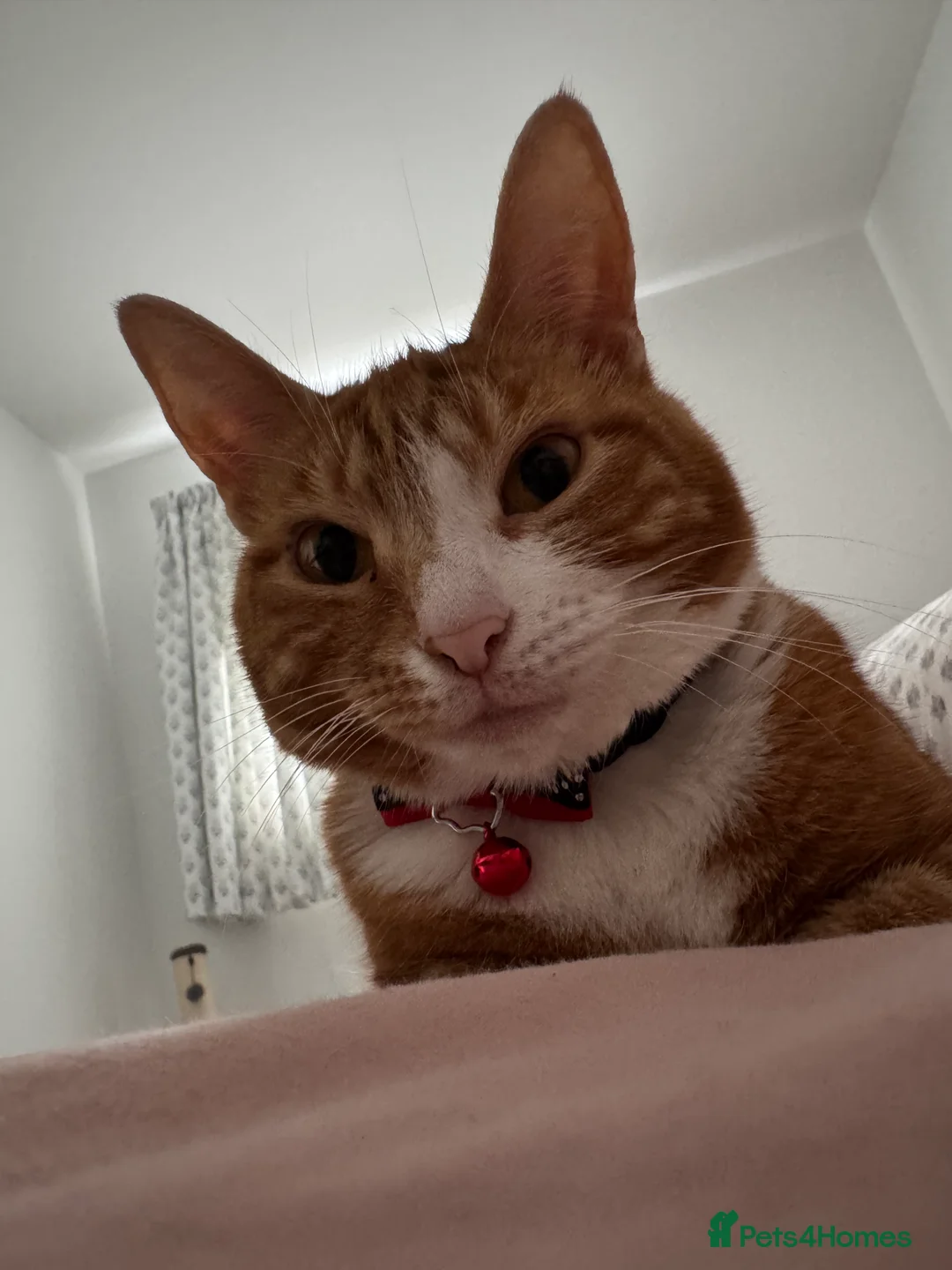 Mixed Breed cats for sale: Marla cat she’s 3 not 2 I can’t change  - Advert 23