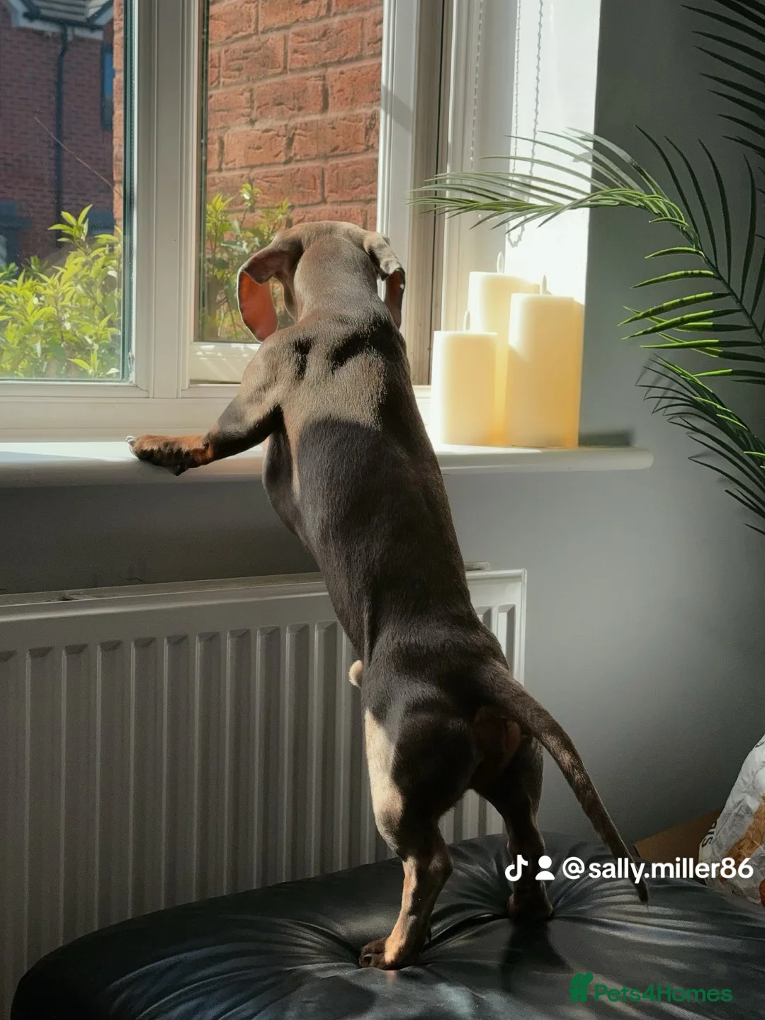 Dachshund dogs for stud: Dash hound - Advert 2