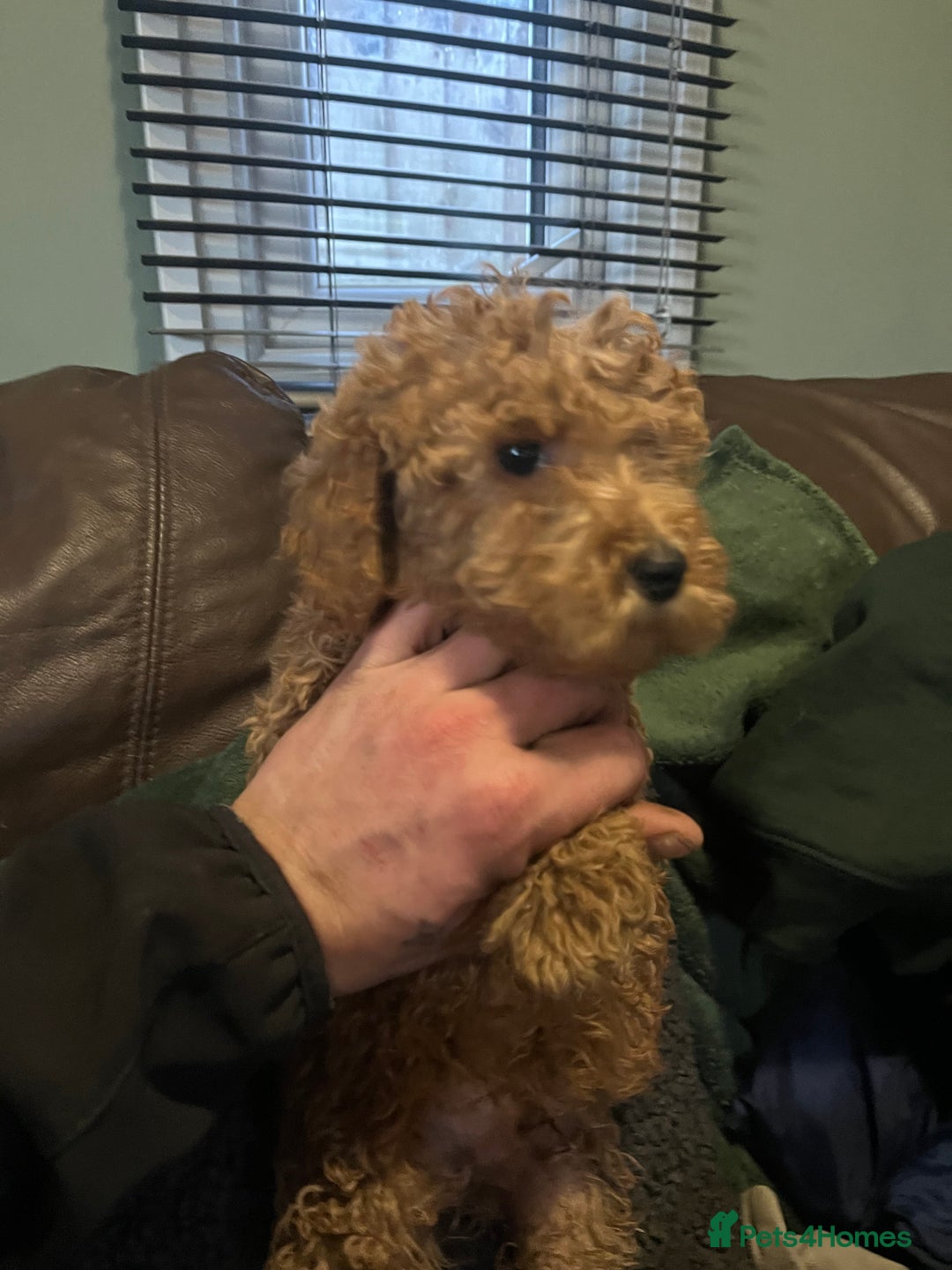 Mini Goldendoodle dogs for sale: Mini golden doodle f1b - Advert 6