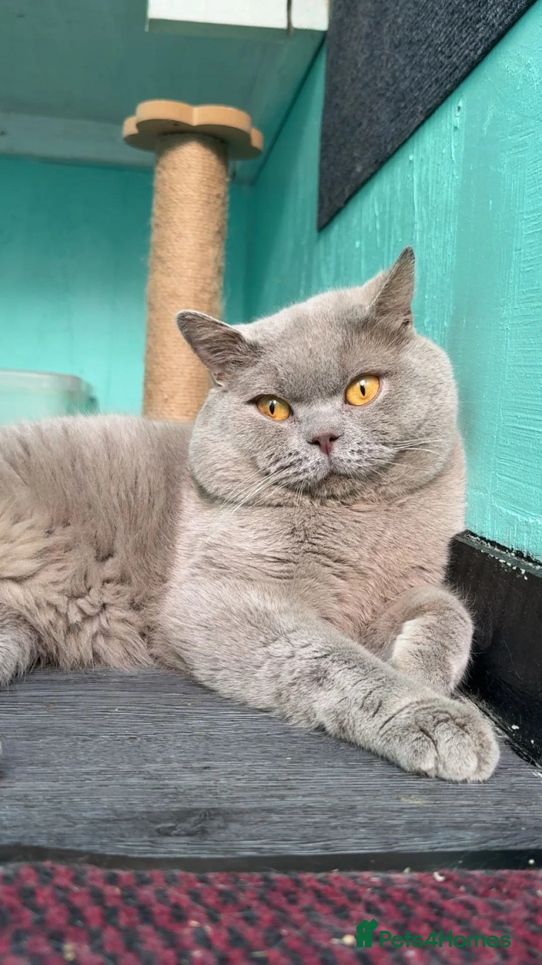 British Shorthair cats for sale: Active registered Lilac BSH - Advert 2
