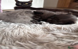 British Shorthair cats for sale: 3 british short hair kitty’s for sale  - Image 3