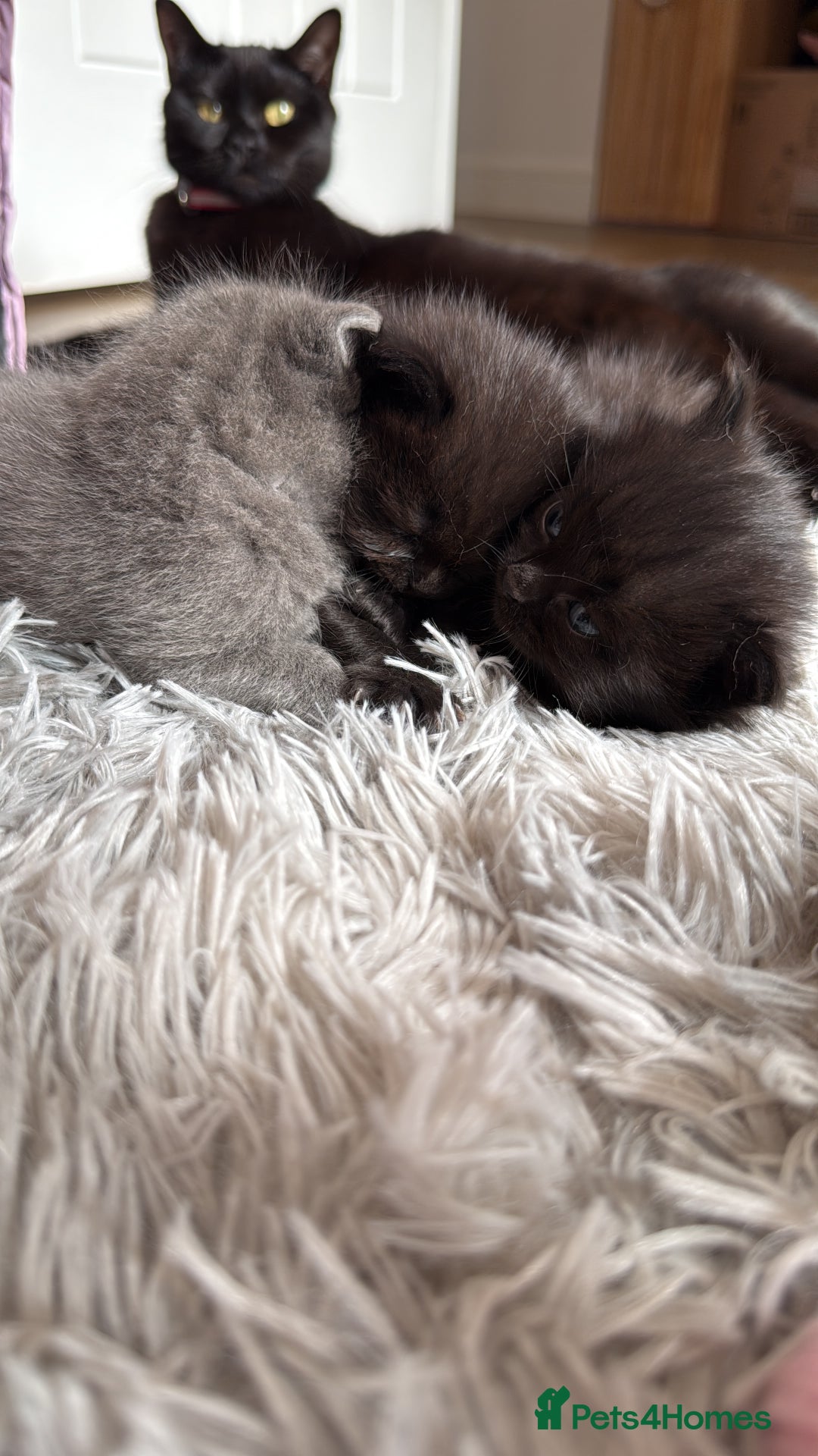 British Shorthair cats for sale: 3 british short hair kitty’s for sale  - Image 3